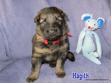 Hagith, grauwe Oudduitse Herder reu van 3 weken oud